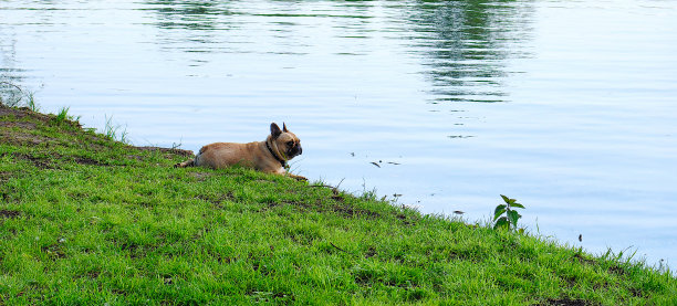 一只浅棕色或米色的哈巴狗或拳师犬坐在湖边的绿草地上，望向远方。俄罗斯。下诺夫哥罗德。Svetlojarsk湖。2024年5月。照片。图片下载