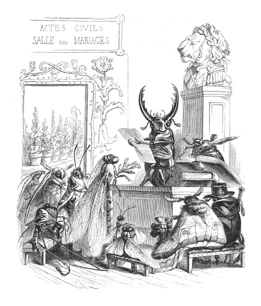 人性化的动物-昆虫婚礼-复古雕刻插图图片下载