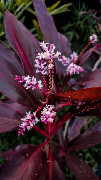 花园里的植物真漂亮图片下载