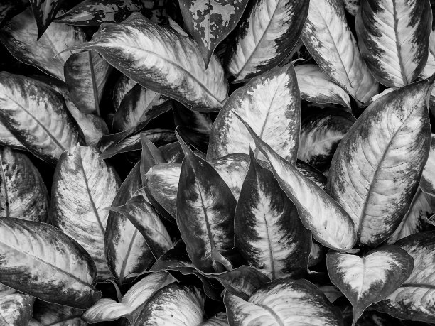 绿叶作为艺术家的背景纹理图片下载