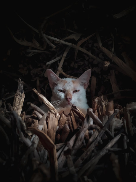 被遗弃的猫躲在一堆干燥的水葫芦里图片下载