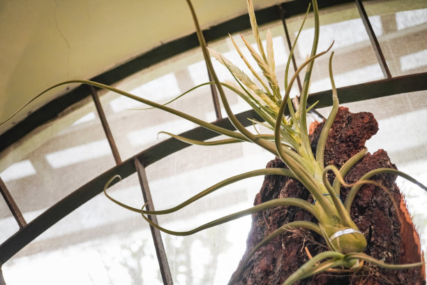 蓝莲也被称为空气植物的特写照片，它们从空气中获得营养和水分，不需要土壤作为营养。图片下载