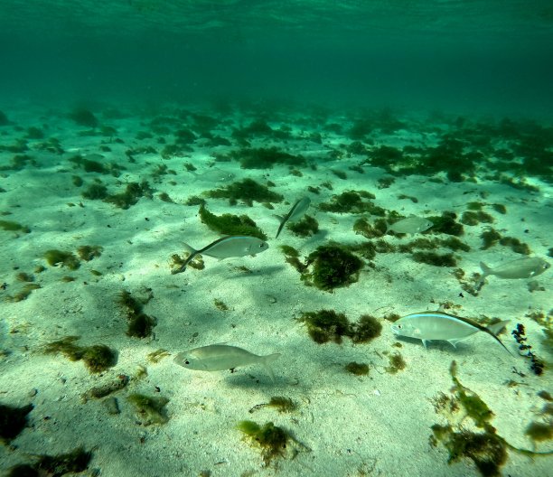 浅水里的杰克马林鱼，海底照片图片下载
