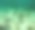 浅水里的杰克马林鱼，海底照片图片下载