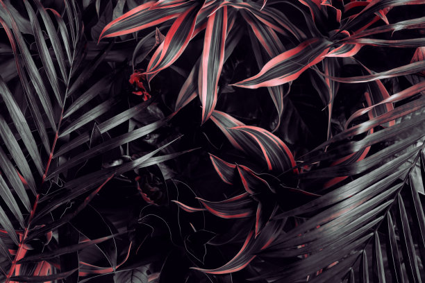 深色热带树叶的照片被涂上了深红色。创意的自然树叶背景设计。图片下载