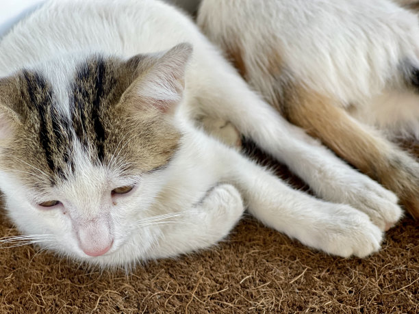 两只小猫在互相玩耍。滑稽的姿势。可爱的宠物猫。特写照片图片下载