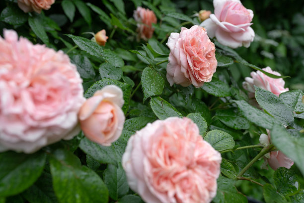 风中玫瑰图片下载