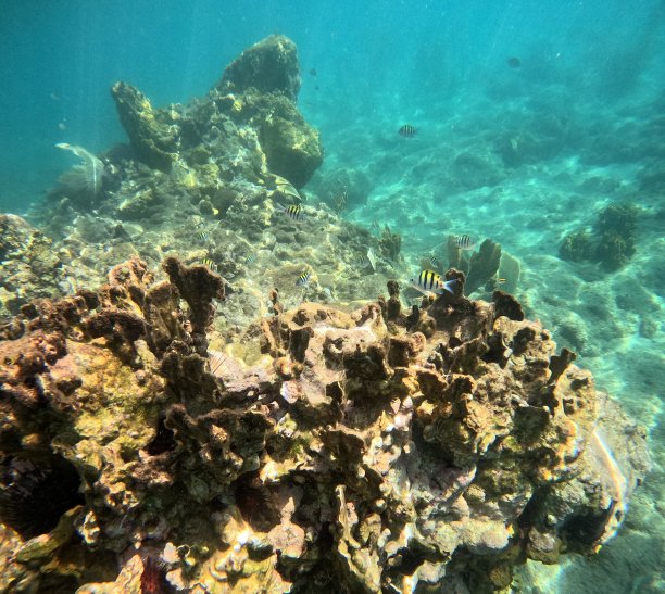 安的列斯群岛珊瑚礁里的热带鱼的海底照片图片下载