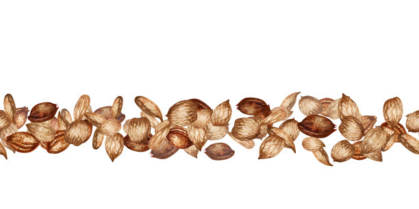 杏核和种子的无缝边界。水彩插图用于标签，横幅，菜单，邀请函，墙纸，医药，美容和烹饪油广告的设计模板图片下载