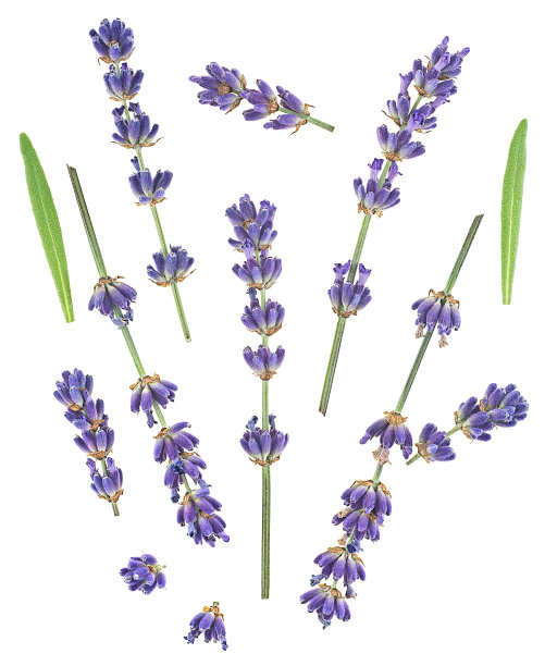 新鲜的薰衣草花和绿叶孤立在白色背景上，俯视图。图片下载