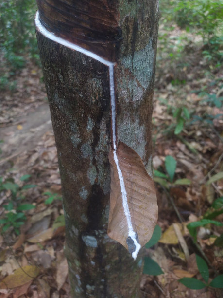 橡皮树图片下载