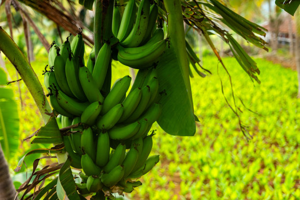绿色的香蕉果实挂在树枝上图片下载