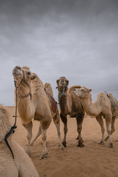 中国内蒙古沙漠中三只滑稽骆驼的特写图片下载