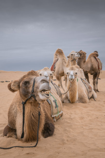 中国内蒙古沙漠中三只滑稽骆驼的特写图片下载
