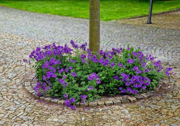 叶子非常吸引人——它们的颜色是绿色的，有不规则的乳白色杂色。它在秋天变得更黄。该品种易于生长，耐扦插。图片下载