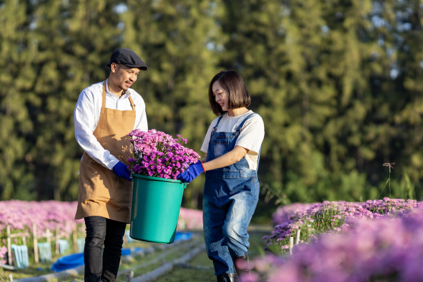 亚洲农民和花艺师团队正在农场工作，同时使用剪枝机修剪紫色菊花，用于插花业务，用于死头，栽培和收获季节图片下载