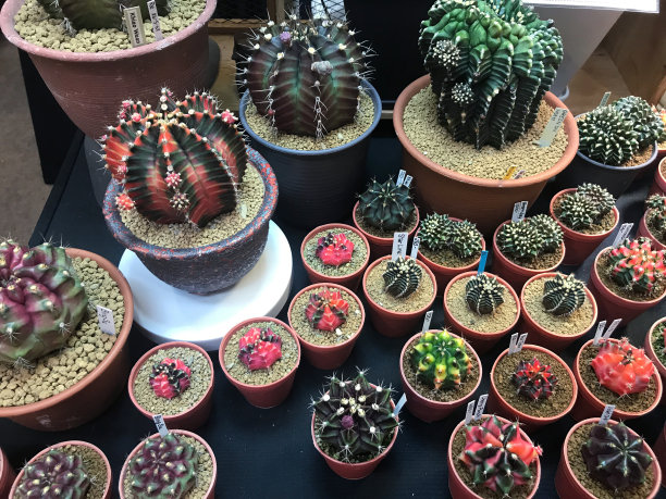 摆放精美的仙人掌花盆在树店出售的图片。图片下载