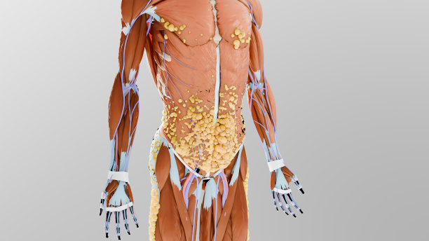 减肥比较。人的身体蜕变。之前和之后的粗腰和细腰，胖肚子之前和苗条贴合完美腹肌之后的快速减肥过程。体育训练。脂肪燃烧，3d渲染图片下载