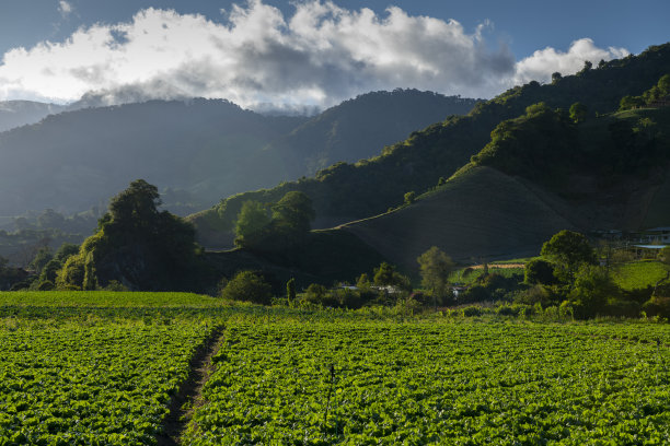 有机蔬菜农场-库存照片图片下载