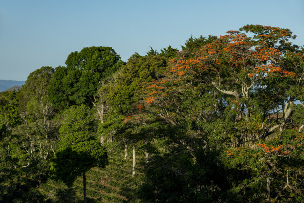 巴拿马山区的咖啡农场-库存照片图片下载