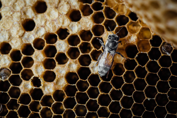 有蜜蜂背景的蜂巢图片下载