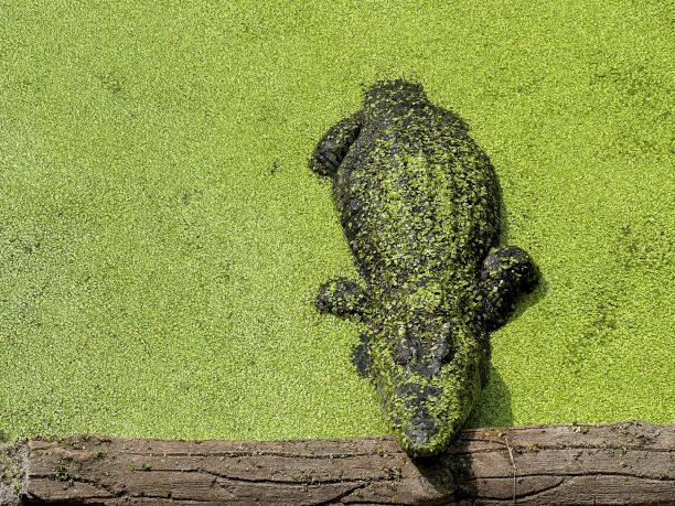 一只鳄鱼躺在水里的照片。图片下载