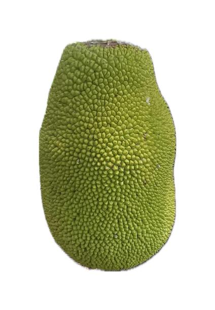 一张白色背景下的绿色大水果的照片。图片下载