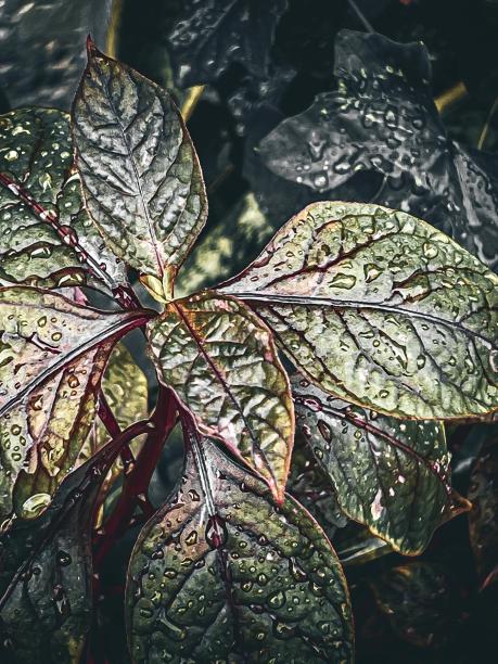 一张植物的照片，上面有水滴。图片下载