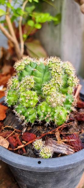 桌子上盆栽仙人掌的照片。图片下载