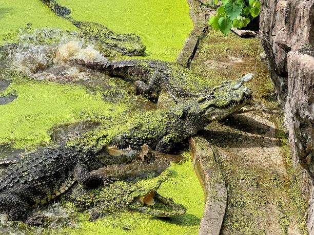 一条鳄鱼在沼泽里的照片，水面上有藻类。图片下载