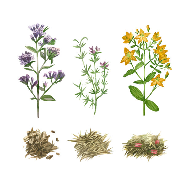 一套水彩插图。草甸草，金丝桃，肺草，牛至，凉茶。所有元素都是手绘的水彩画。适用于包装、菜单、厨房、纺织品等印刷图片下载