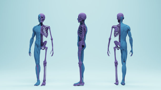 男性骨骼肌肉解剖研究、教育医学图片下载