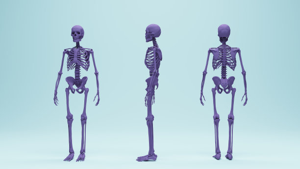 男性人体解剖骨骼研究教育医学图片下载