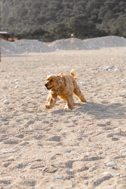 可卡犬在一个温泉的日子里沿着海滩玩耍和奔跑图片下载