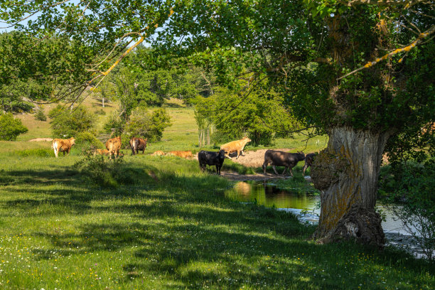 西班牙索里亚的Valonsadero公园里的奶牛图片下载