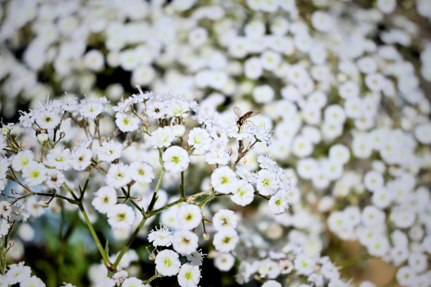漂亮的白花和一只小蜜蜂图片下载