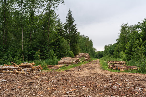 在白俄罗斯县的森林道路在阴天。松树、白杨和桦树林地。阴天蓝天白云。沙质道路上有许多未收集的树皮和木屑图片下载