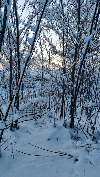 冬天的照片中，在夕阳的背景下，雪堆里的树木图片下载