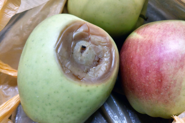 塑料袋里腐烂的和新鲜的苹果-变质和新鲜的概念-供食品工业使用的库存照片图片下载