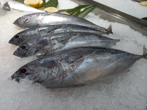 冰冻的小金枪鱼(Euthynnus affinis)图片下载
