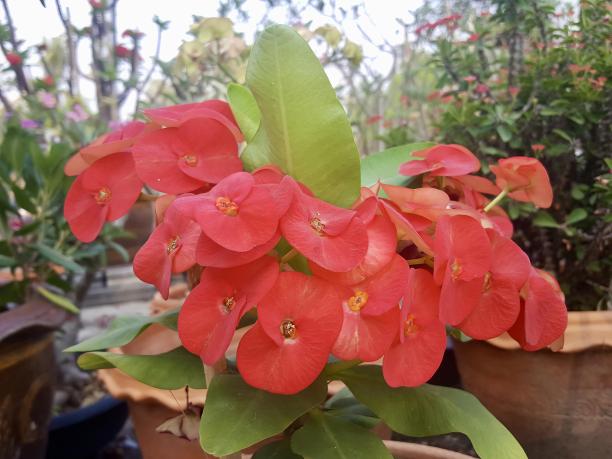 一种盆栽植物的照片，里面有红色的花朵。图片下载