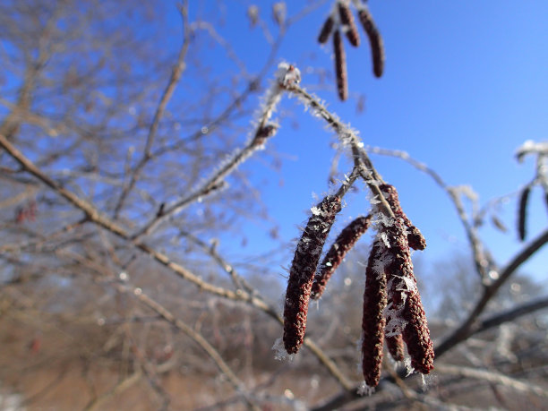 桤木、鲜花、水果图片下载