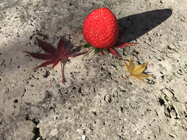 日本红草莓和枫叶在干净的灰色水泥地板在白天图片下载