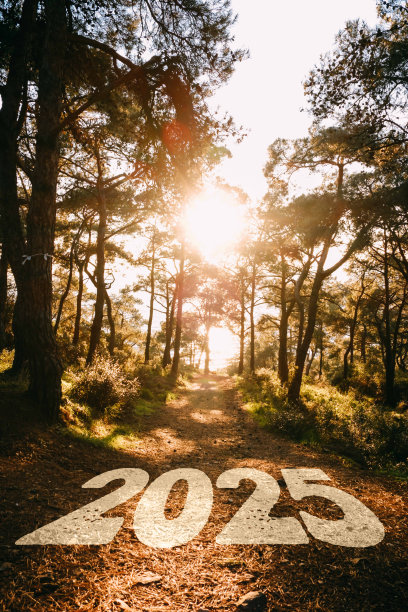 日落在树后，海景，2025年图片下载