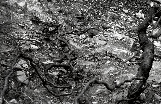 黑白照片中扭曲的树根和岩石地面图片下载