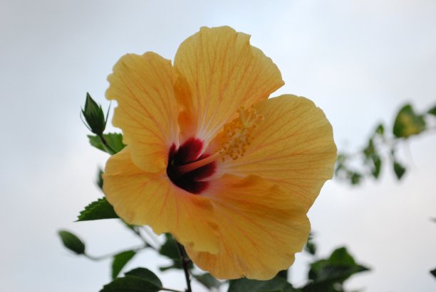 佛罗里达州迈阿密的绿色植物和鲜花。图片下载