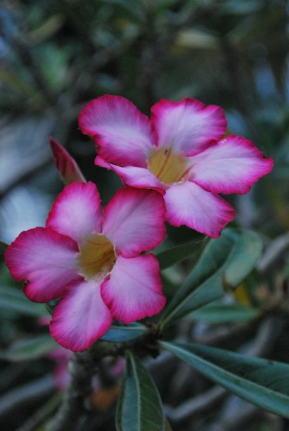 佛罗里达州迈阿密的绿色植物和鲜花。图片下载