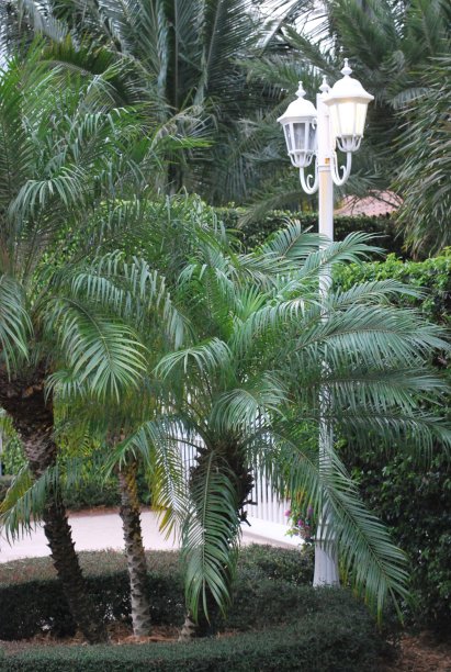 佛罗里达州迈阿密的绿色植物和鲜花。图片下载