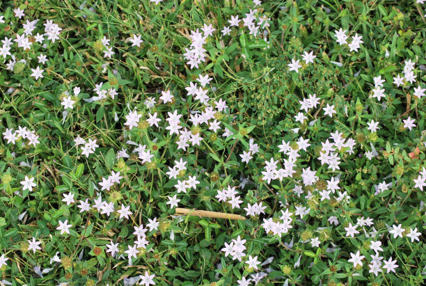 佛罗里达州迈阿密的绿色植物和鲜花。图片下载