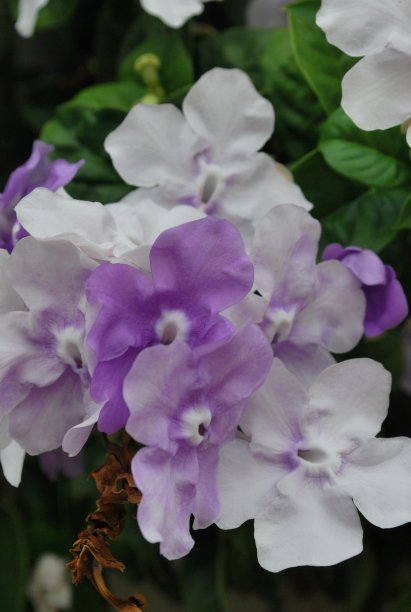 佛罗里达州迈阿密的绿色植物和鲜花。图片下载